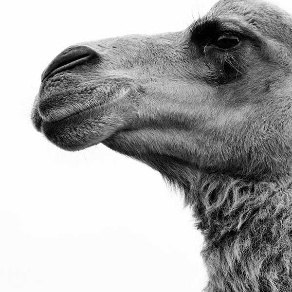 Black and white photograph of camel