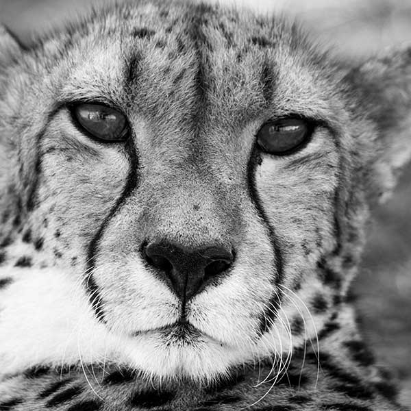 Black and white photograph of cheetah