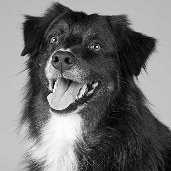 Black and white photograph of a dog