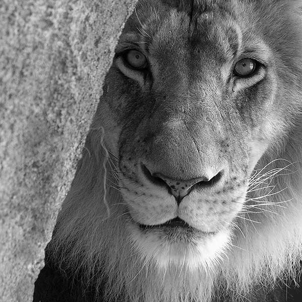 Black and white photograph of lion