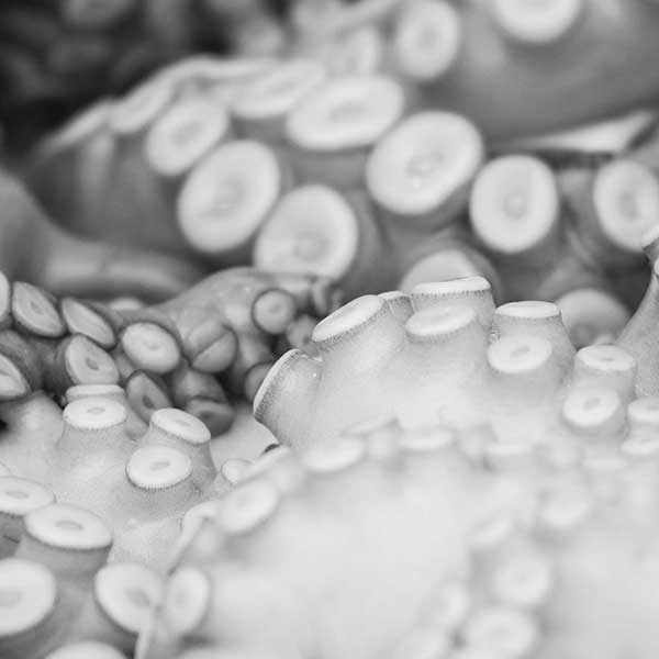 Black and white photograph of octopus tentacles