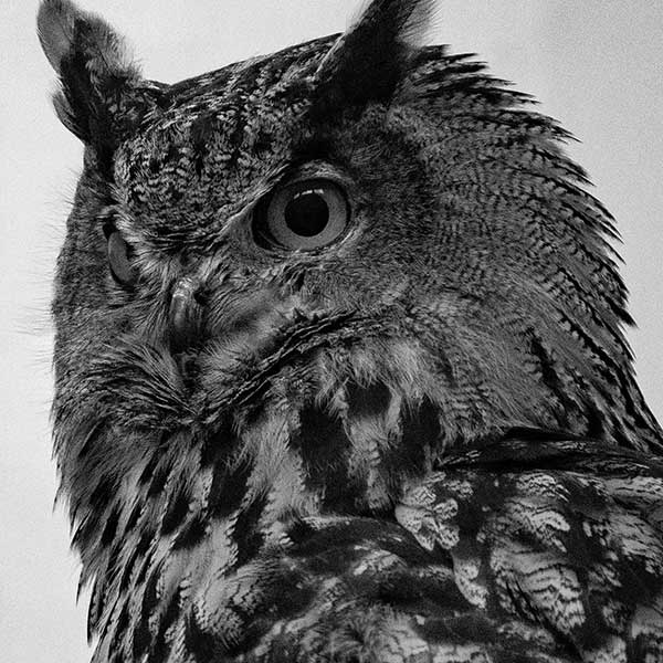 Black and white photograph of an owl